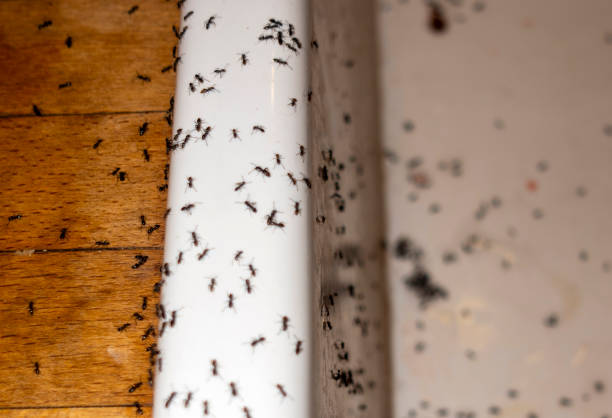 Best Exterminator Services  in Lake Fenton, MI